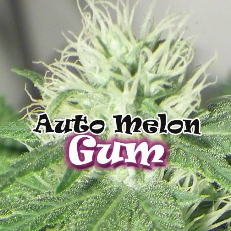 Auto Melon Gum | Feminised, Auto, Indoor & Outdoor