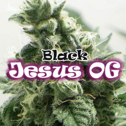 Black Jesus OG | Feminised, Indoor & Outdoor