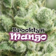 Brooklyn Mango | Feminised, Indoor & Outdoor