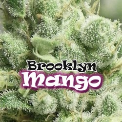 Brooklyn Mango | Feminised, Indoor & Outdoor