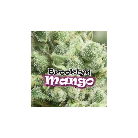 Brooklyn Mango | Feminised, Indoor & Outdoor