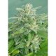 Brooklyn Mango | Feminised, Indoor & Outdoor