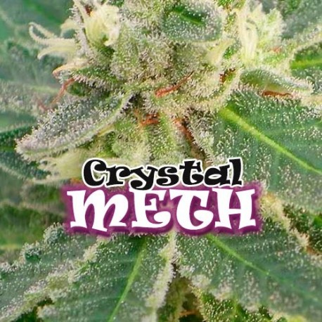Crystal M.E.T.H. | Feminised, Indoor & Outdoor