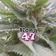 Kong 47 | Feminised, Indoor & Outdoor