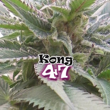 Kong 47 | Feminised, Indoor & Outdoor