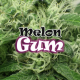 Melon Gum | Feminised, Indoor & Outdoor