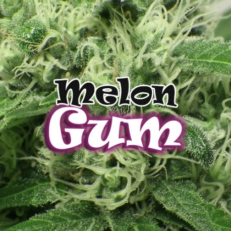 Melon Gum | Feminised, Indoor & Outdoor