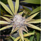 Melon Gum | Feminised, Indoor & Outdoor