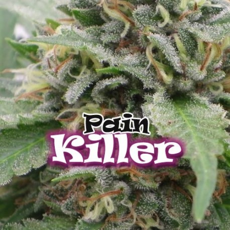 Painkiller | Feminised, Indoor & Outdoor