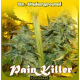 Painkiller | Feminised, Indoor & Outdoor