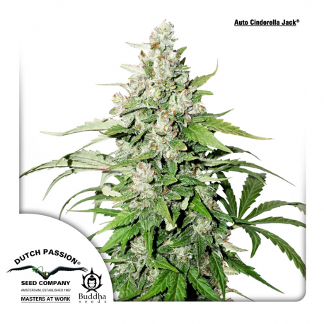 Auto Cinderella Jack | Feminised, Auto, Indoor & Outdoor
