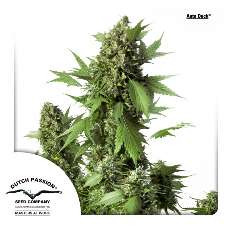 Auto Duck | Feminised, Auto, Indoor & Outdoor