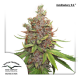 Auto Glueberry O.G. | Feminised, Indoor & Outdoor