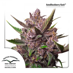 Auto Blackberry Kush | Feminised, Auto, Indoor & Outdoor