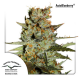 AutoBlueberry | Feminised, Auto, Indoor & Outdoor