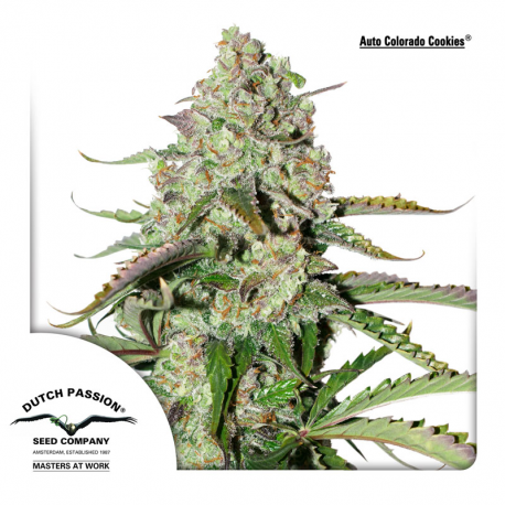 AutoColorado Cookies | Feminised, Auto, Indoor & Outdoor