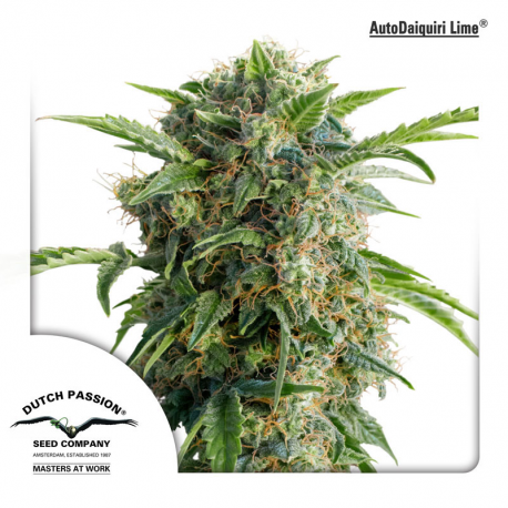 AutoDaiquiri Lime | Feminised, Auto, Indoor & Outdoor