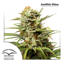 Auto White Widow | Feminised, Auto, Indoor & Outdoor