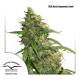 CBD Auto Compassion Lime | Feminised, Auto, Indoor & Outdoor