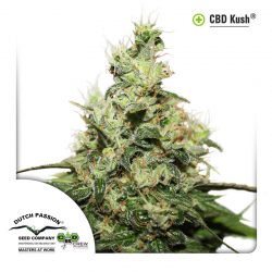 CBD Kush | Feminised, Indoor