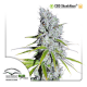CBD SkunkHaze | Feminised, Outdoor