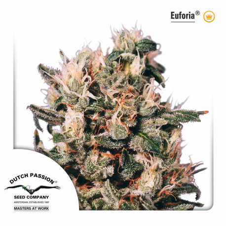 Euforia - indoor/outdoor
