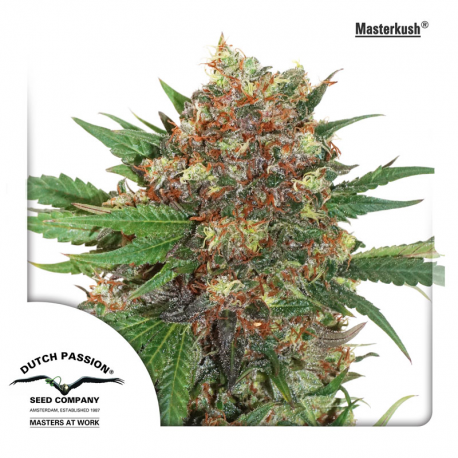 Masterkush | Feminised, Indoor & Outdoor