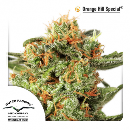 Orange Hill Special | Indoor