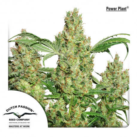 Power Plant | Feminised, Indoor & Outdoor