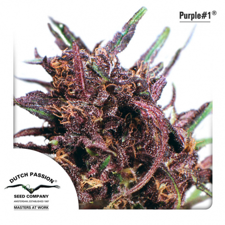 Purple Nr. 1 | Feminised, Outdoor