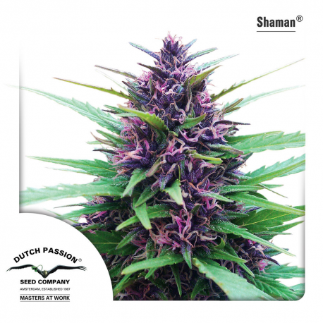 Shaman - outdoor
