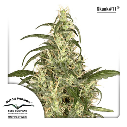 Skunk 11 | Feminised, Indoor