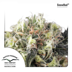 Snow Bud | Feminised, Outdoor