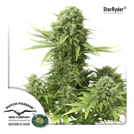 StarRyder | Feminised, Auto, Indoor & Outdoor