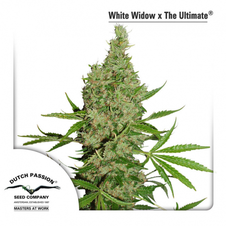 White Widow X The Ultimate | Indoor & Outdoor