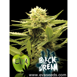 Black Dream | Feminised, Indoor & Outdoor