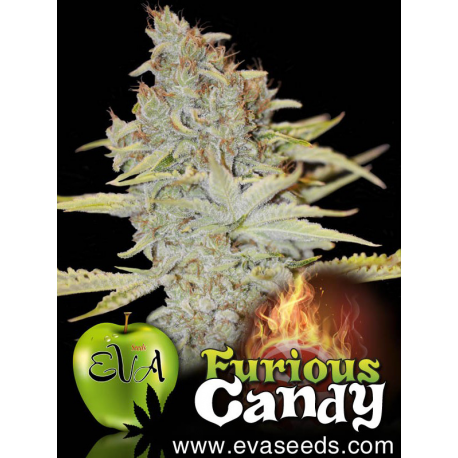 Furious Candy | Feminised, Indoor & Outdoor