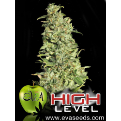 High Level | Feminised, Indoor & Outdoor