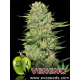 Veneno | Feminised, Indoor & Outdoor