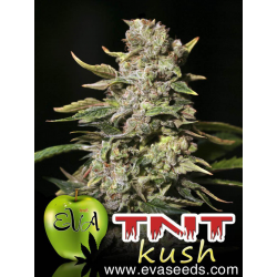 TNT Kush | Feminised, Indoor & Outdoor