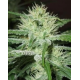 Auto Speed Bud | Feminised, Auto, Indoor & Outdoor