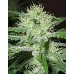 Auto Speed Bud | Feminised, Auto, Indoor & Outdoor