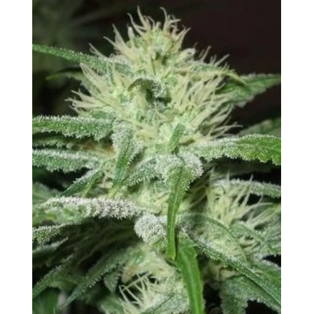 Auto Speed Bud | Feminised, Auto, Indoor & Outdoor