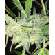 Auto White Widow x Big Bud | Feminised, Auto, Indoor & Outdoor