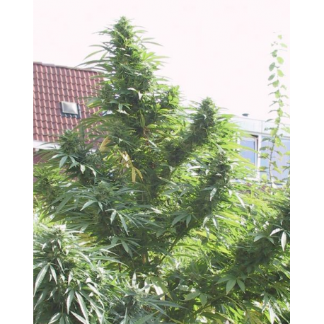 Easy Sativa | Feminised, Indoor & Outdoor