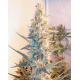 Grapefruit Outdoor | Feminised, Indoor & Outdoor