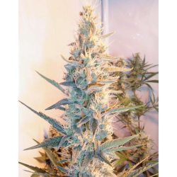 Grapefruit Outdoor | Feminised, Indoor & Outdoor