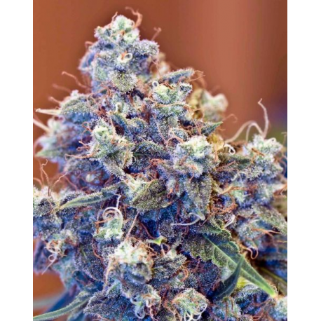 ICED Grapefruit | Feminised, Indoor & Outdoor