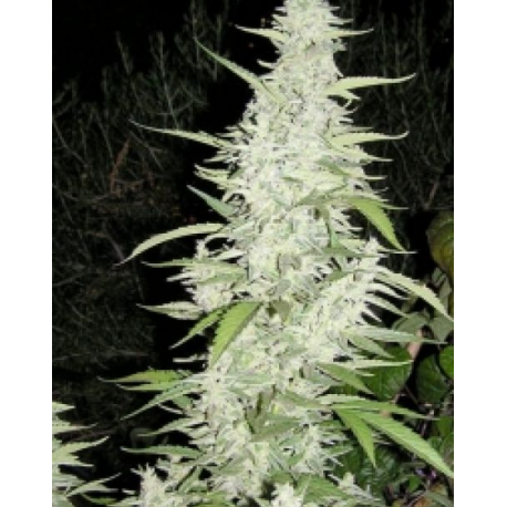 Maroc | Feminised, Indoor & Outdoor