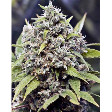Pure AK | Feminised, Indoor & Outdoor